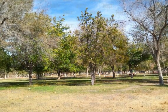 Juárez cuenta con 6.8 m2 de área verde por habitante: IMIP