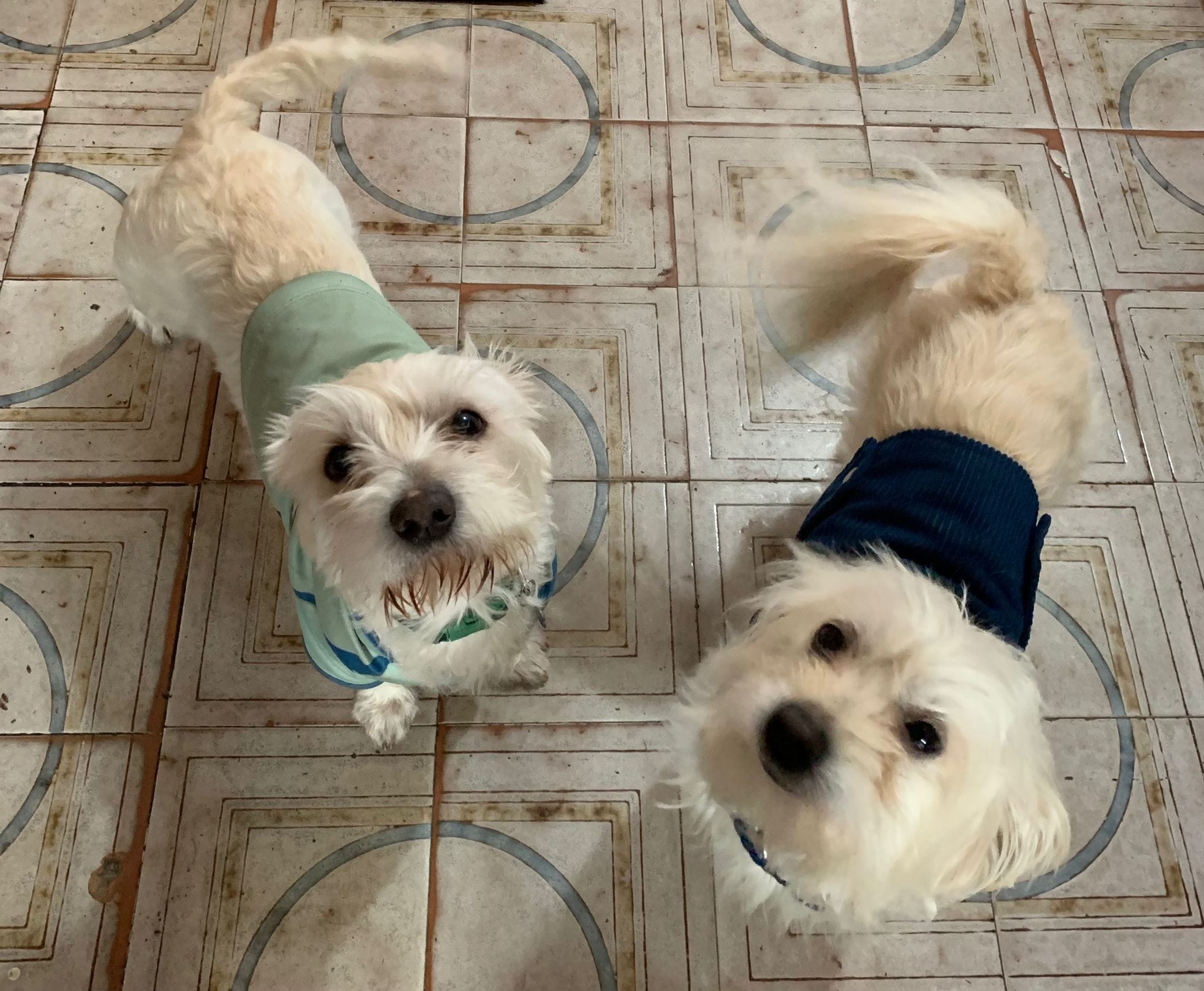 Organiza Unidogs colecta para comprar croquetas