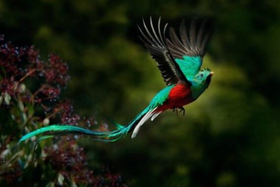 El quetzal, el jaguar y el manatí: sonidos a punto de extinguirse 