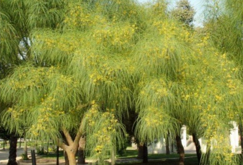 Ejecutan plan de forestación; desconocen autoridades cuántos árboles hay en la ciudad
