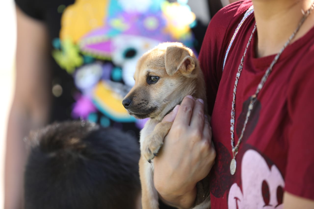 Diariamente se reciben entre 20 y 30 denuncias por maltrato animal