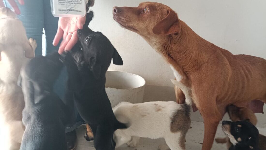 Denuncias por maltrato animal se incrementaron hasta 4 veces; Promedian 100 diarias