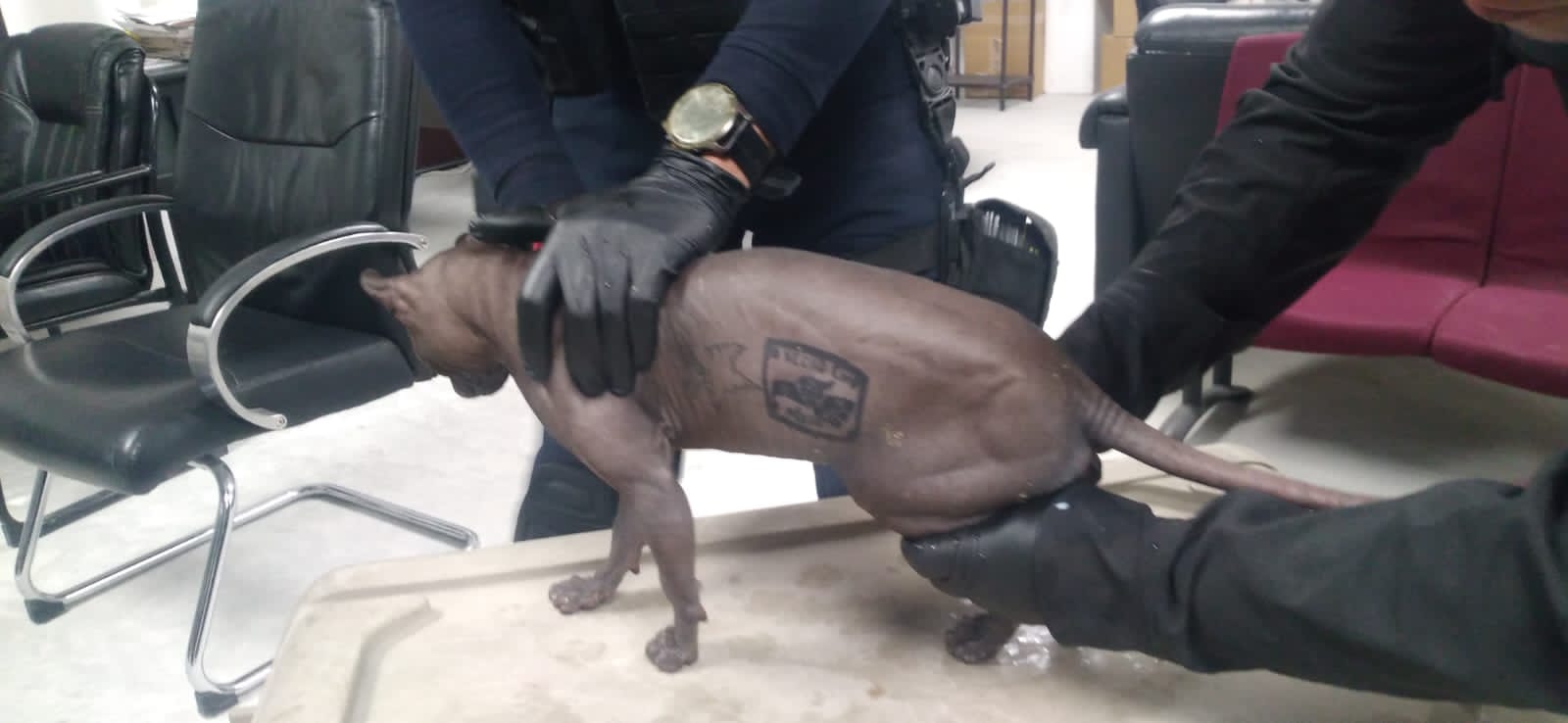 “Mishicles” es adoptado por ciudadano estadounidense