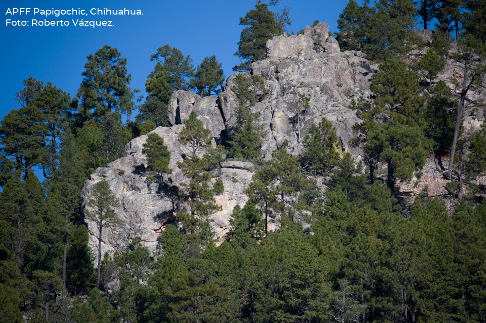 ¿Qué es un área destinada voluntariamente a la conservación?