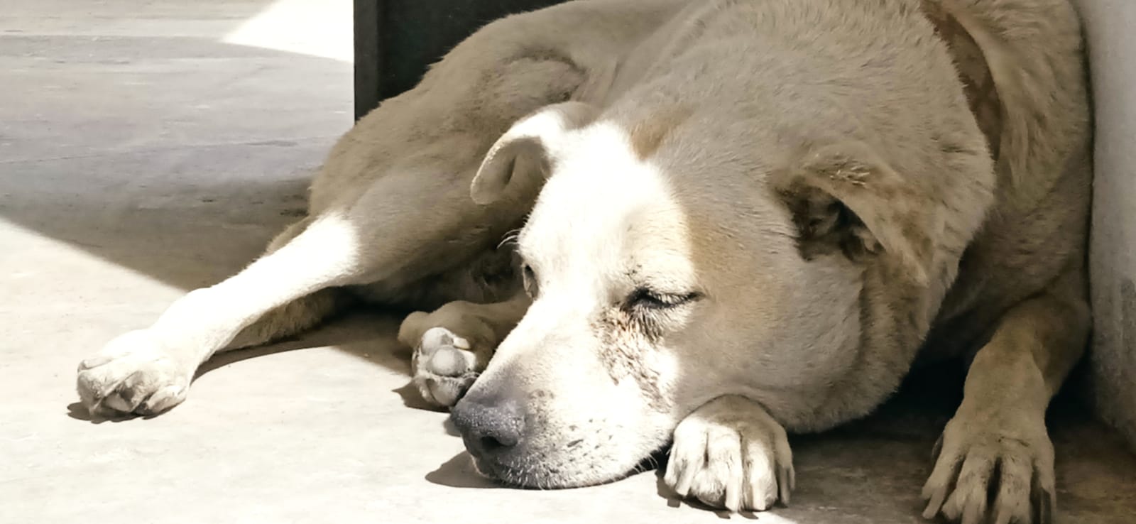 Shakira: la perrita de nadie que todos cuidan