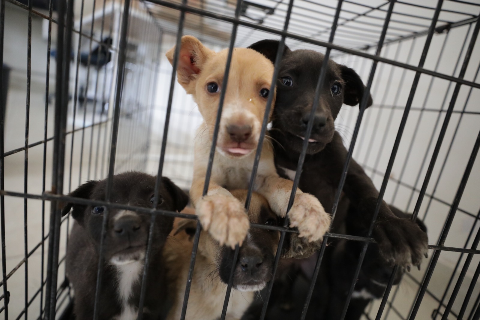 80 animalitos están a la espera de encontrar un hogar