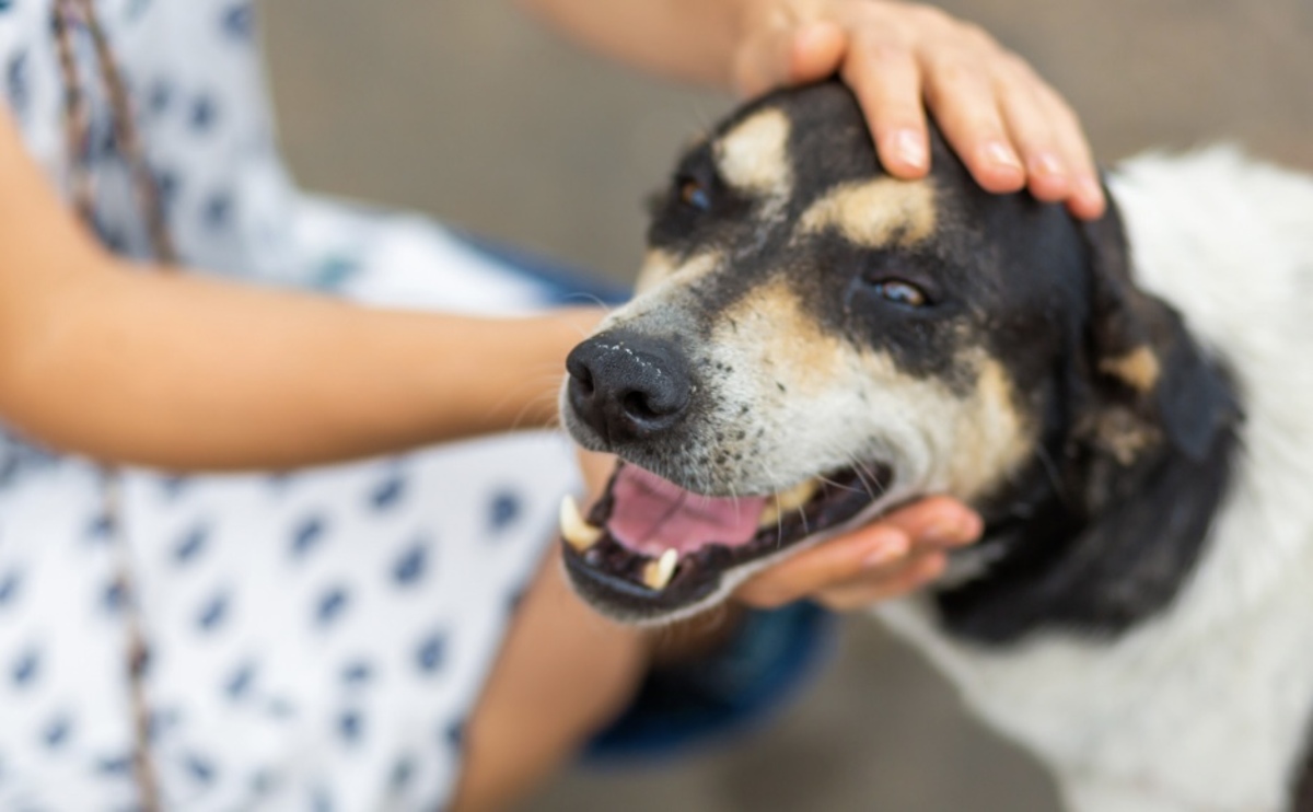 Esterilizaron a cerca de 500 mascotas