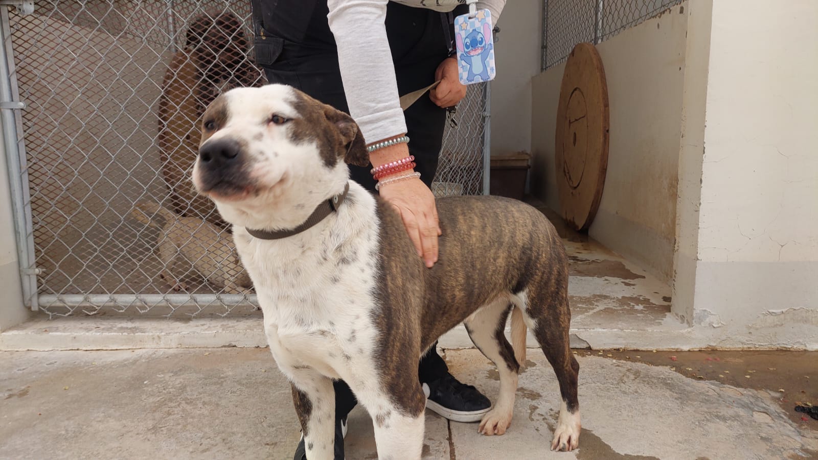 Invitan a aprovechar adopción de mascotas