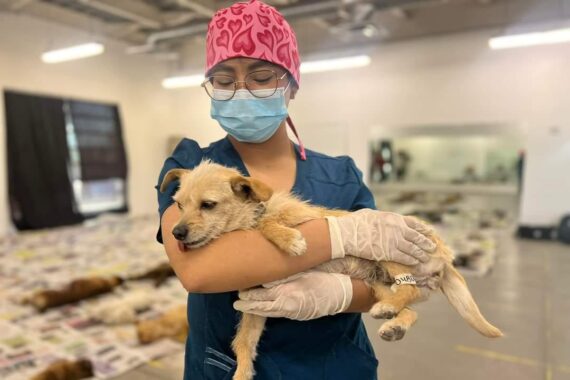 Realizarán jornada masiva de esterilización de mascotas
