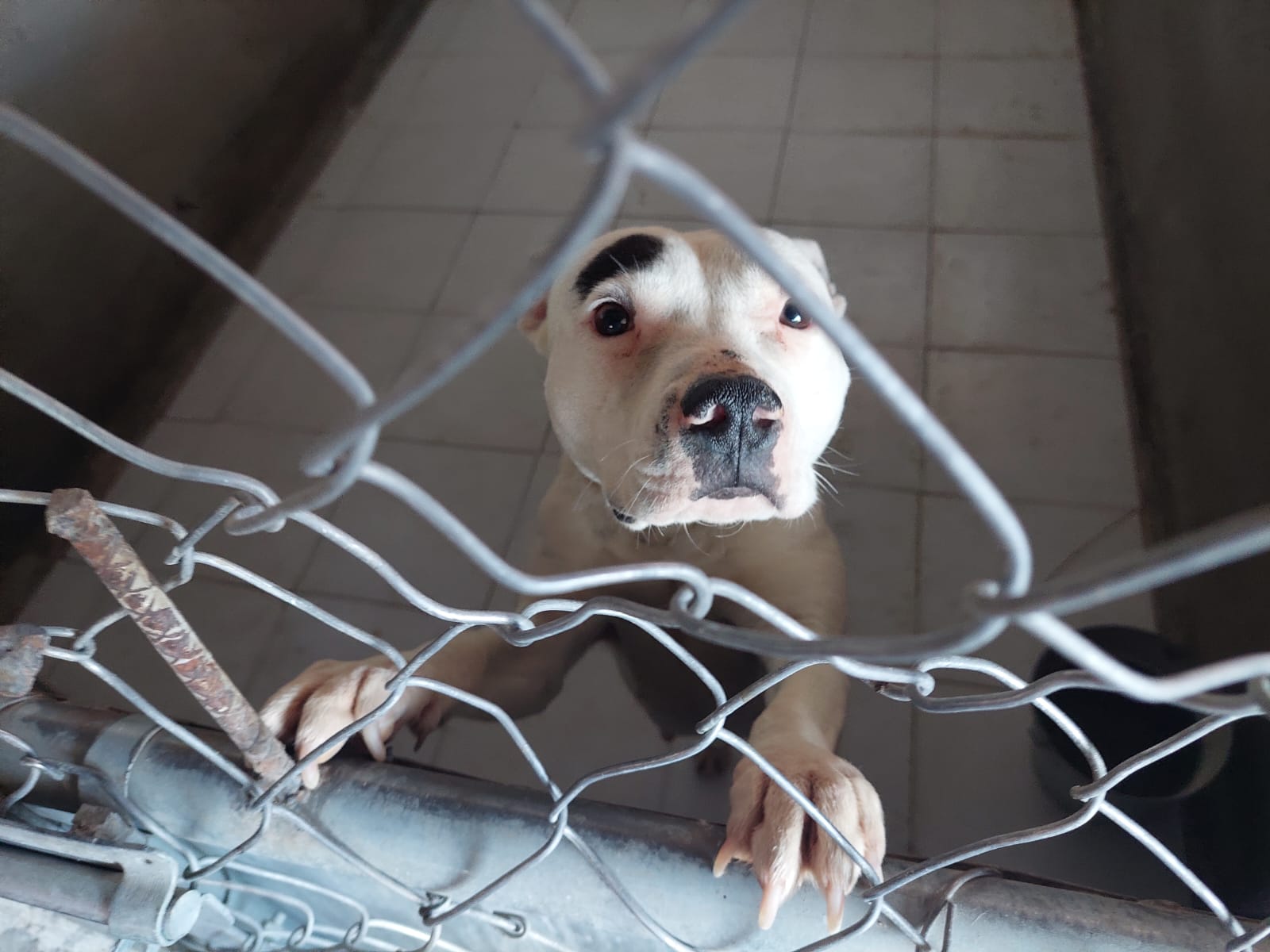 Antirrábico ahora funcionará como Centro de Bienestar Animal