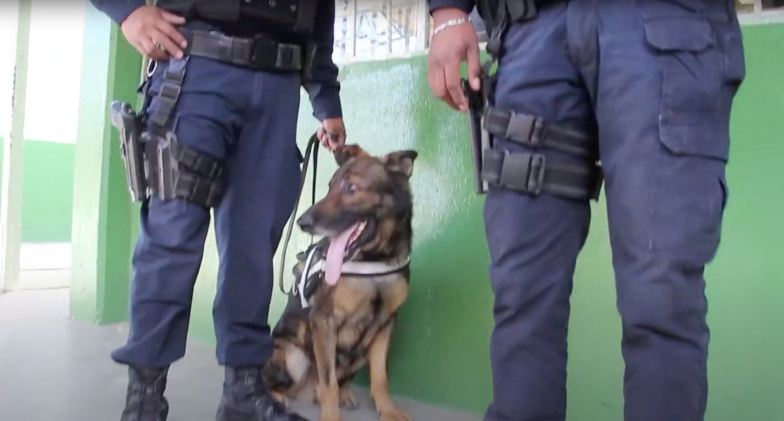 Participan agentes caninos en operativos en escuelas