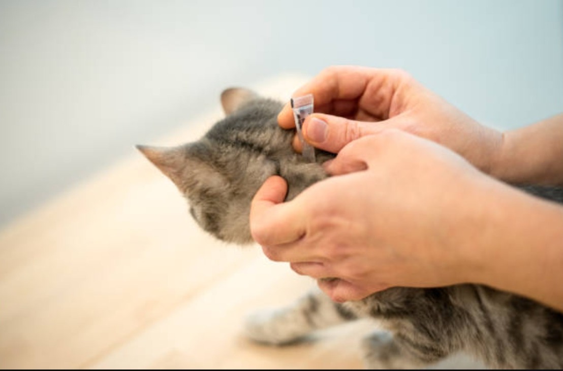 Se registran casos atípicos de garrapatas en gatos