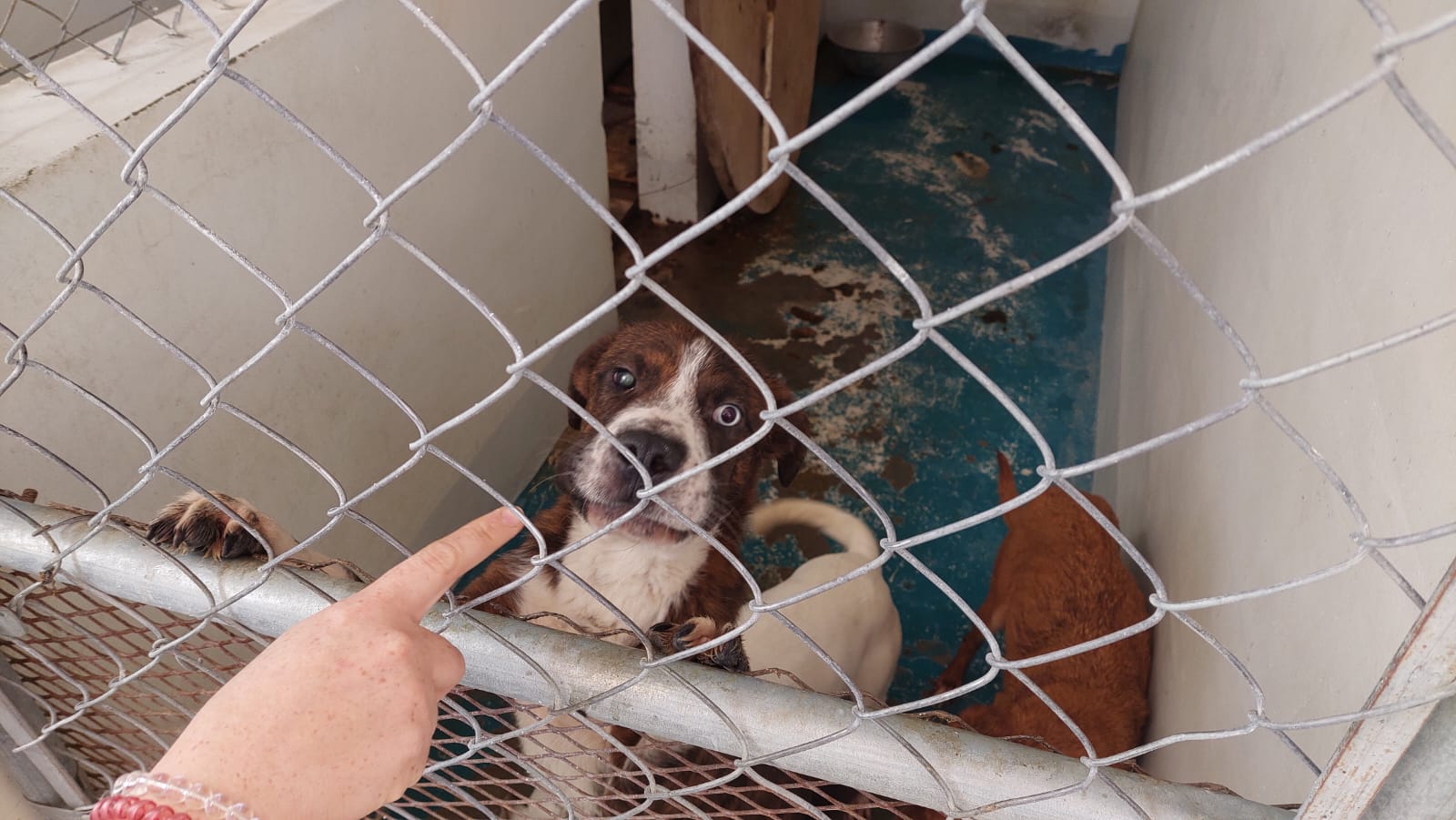 Casos de maltrato animal no se han podido judicializar por falta de legislación