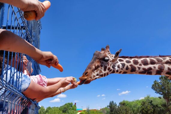 Sin nombre… llega nueva jirafa a El Parque Central