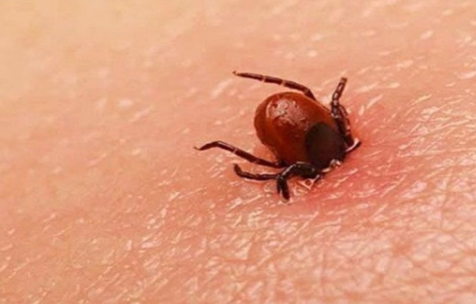 Van 7 decesos y 48 posibles casos de ricketsiosis en Juárez