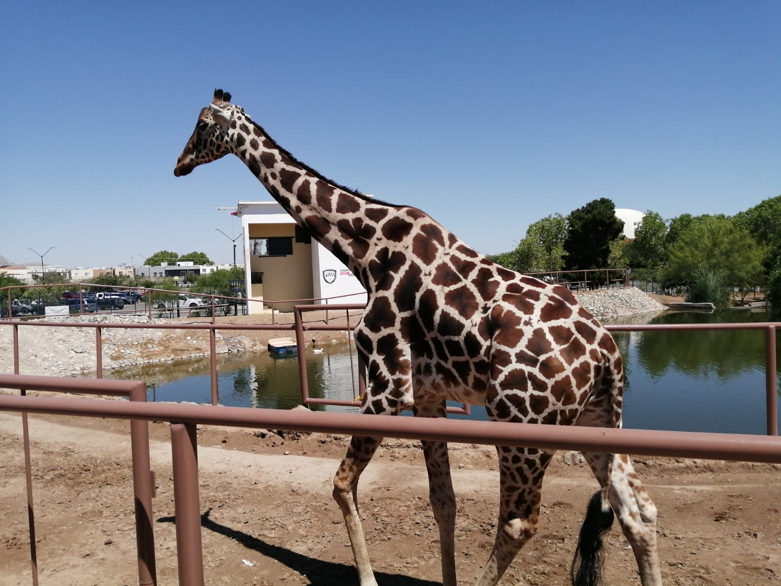 Inauguraran estatua en honor a Modesto