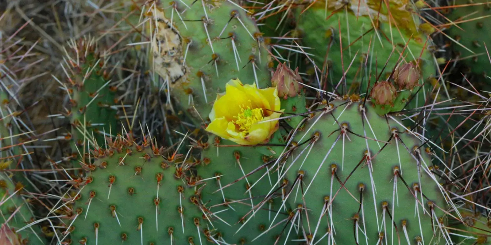 Ciudad Juárez tiene cuatro tipos de vegetaciones