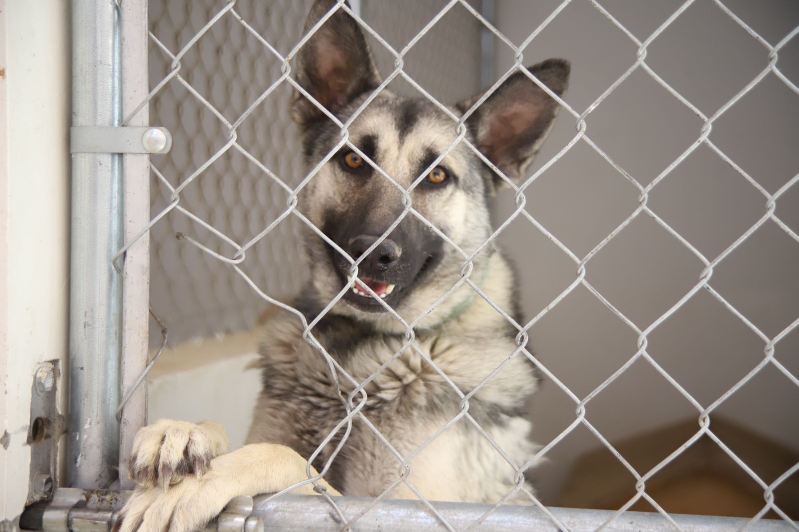 Aumentan denuncias por maltrato animal; 2 casos de zoofilia