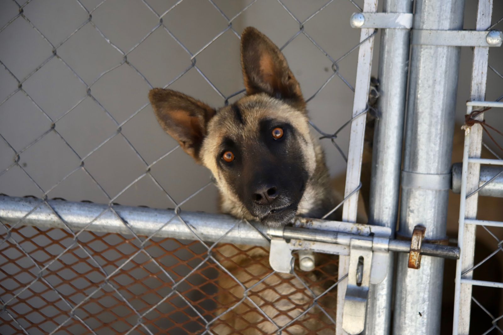 Más de 100 animalitos a la espera de ser parte de un hogar