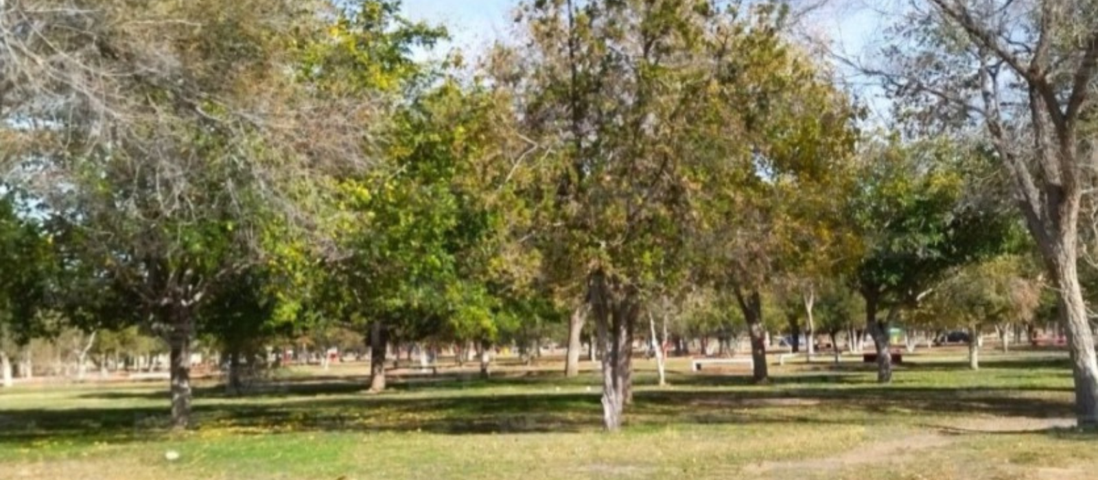 Juárez cuenta con 6.8 m2 de área verde por habitante: IMIP