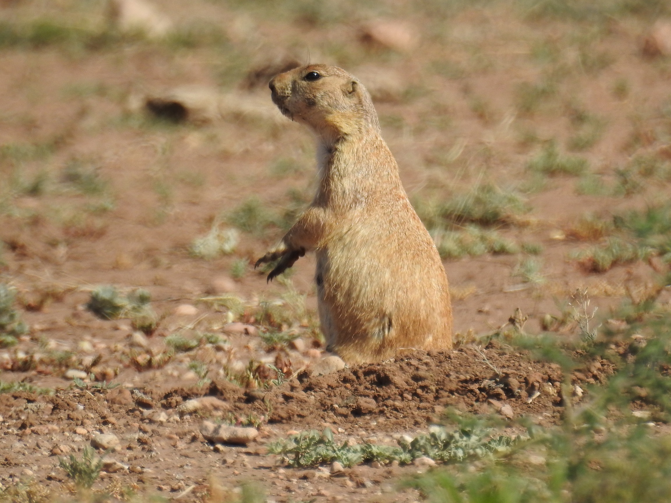 Perrito de la pradera en peligro; Podrían activistas demandar al Ayuntamiento