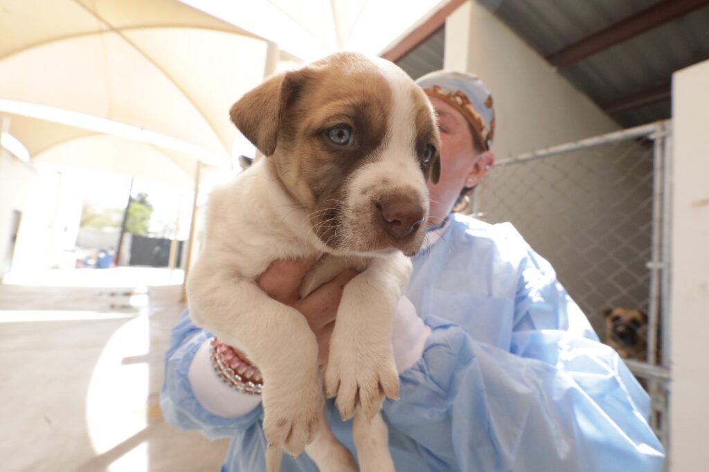 Lanzarán campaña para conocer Reglamento de Cuidado de Mascotas