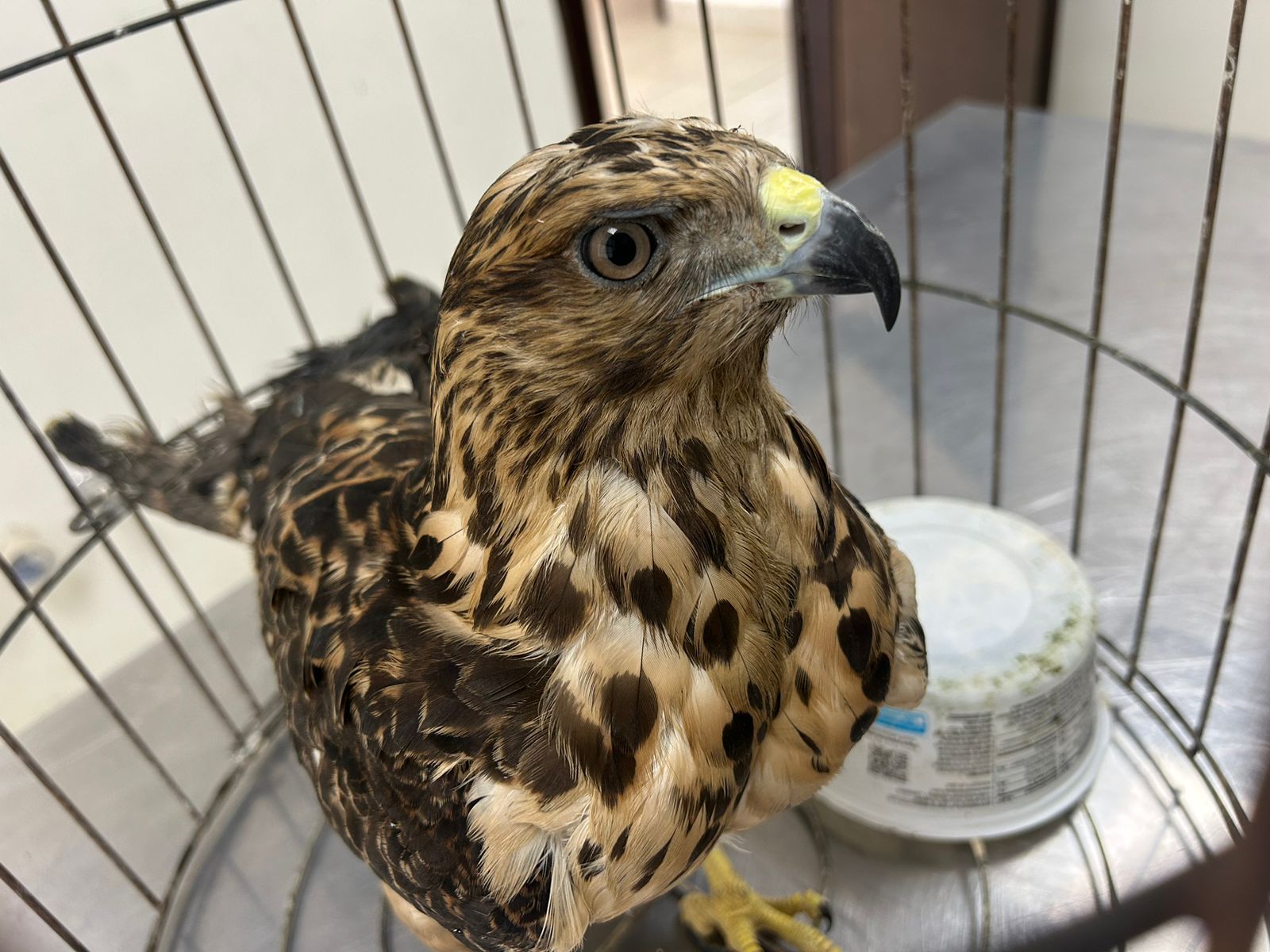 Águila cola roja, una especie en riesgo, es resguardada por el CBA