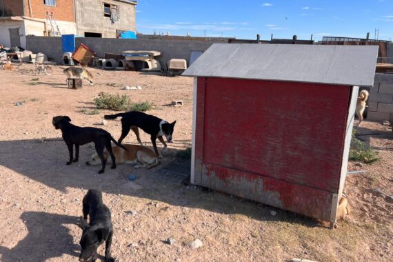 Refugio de inspector CBA tenía cadáveres de perros en refrigerador y 102 perros en malas condiciones