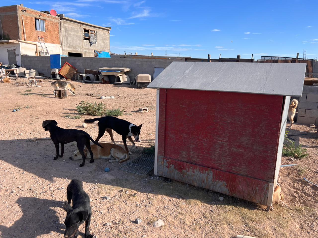 Multarán a «Hábitat Refugio Animal» por 51 mil pesos