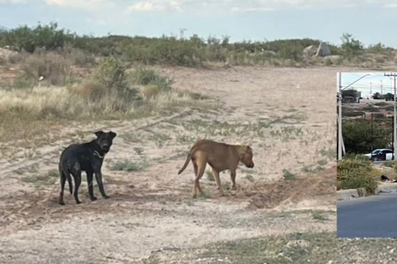 Animalistas denuncian en FGE maltrato animal por perros abandonados