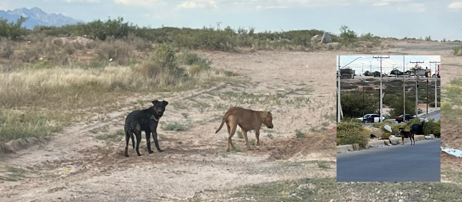 Animalistas denuncian en FGE maltrato animal por perros abandonados