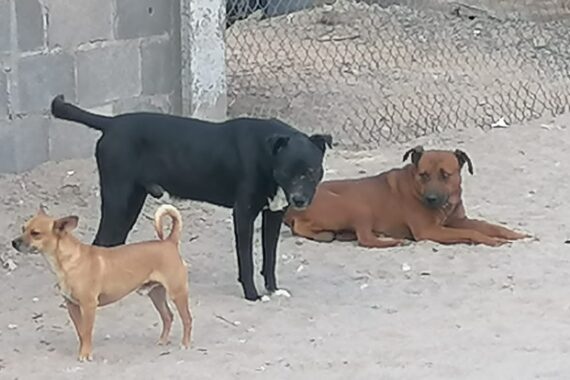 Estima Municipio medio millón de perros callejeros en Juárez