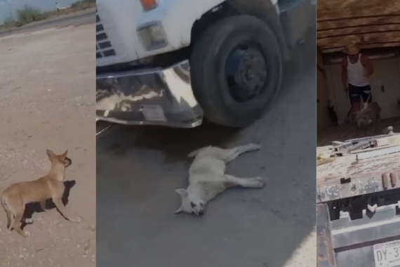 Rentan camión y “abandonan” perros en carretera; Multará Ecología