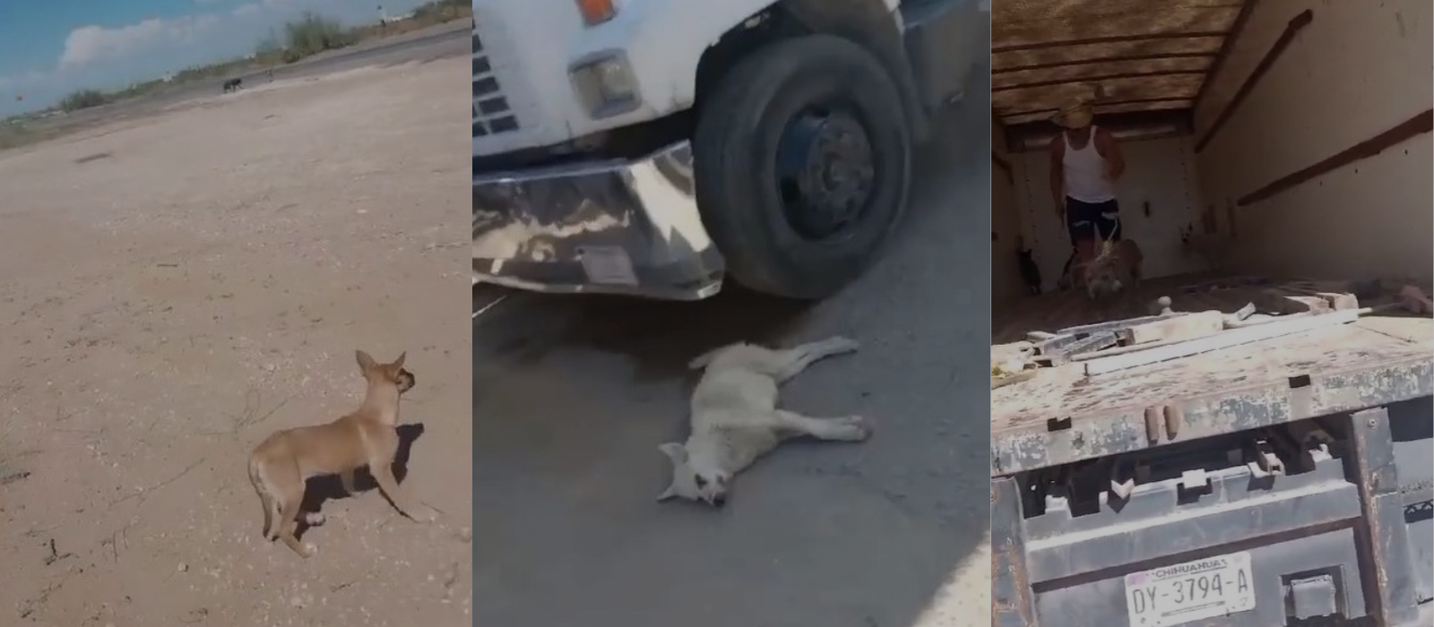 Rentan camión y «abandonan» perros en carretera; Multará Ecología