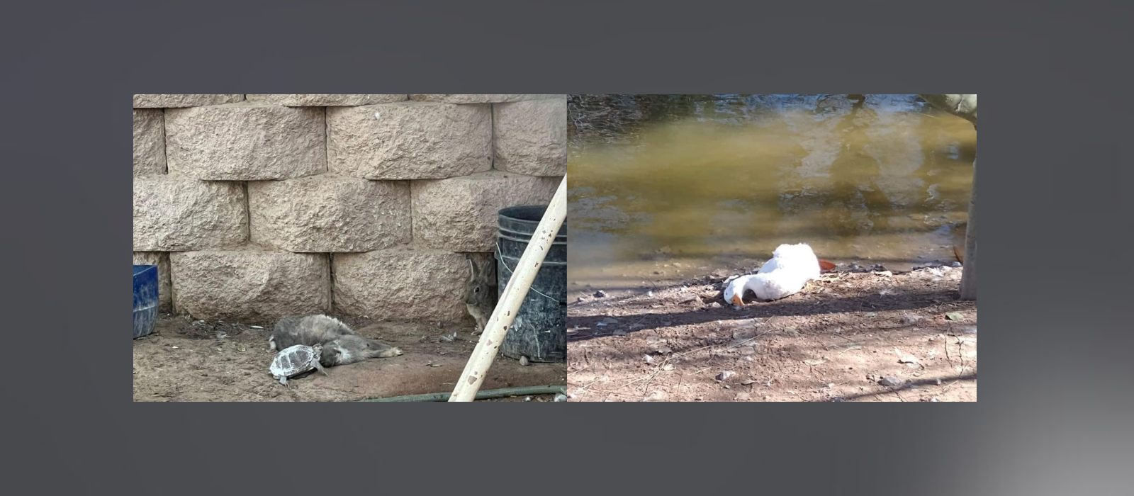 Activistas urgen rescate de hábitats en Parque Central