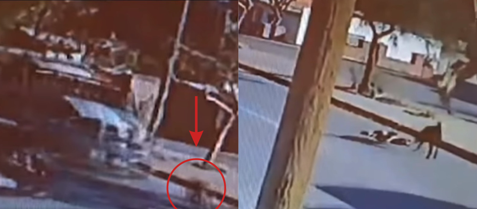 Officer who ran over dog receives fine and 36 hrs arrest