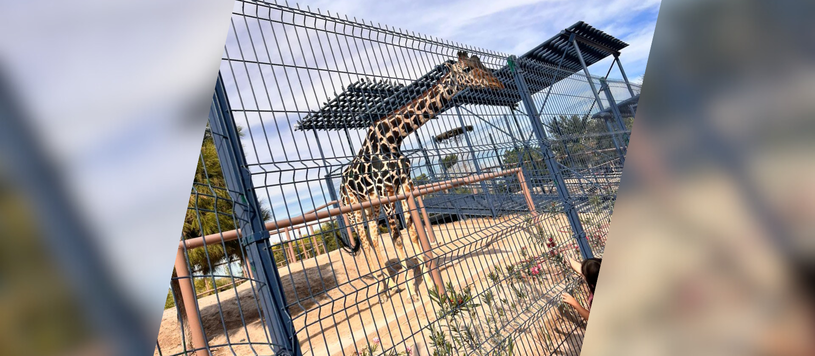 Autoridades no acataron medidas en Parque Central: IFDP
