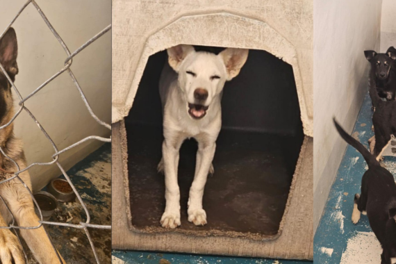 RAMM alberga perritos en busca de un hogar