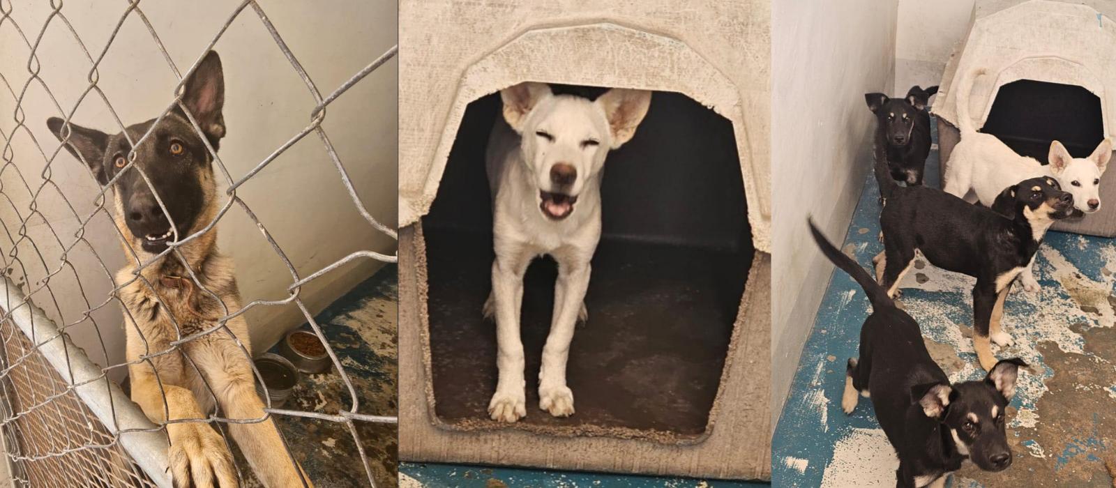 RAMM alberga perritos en busca de un hogar