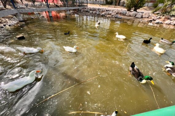 Lago de Parque Central es “caldo de bacterias”: Colegio de Médicos