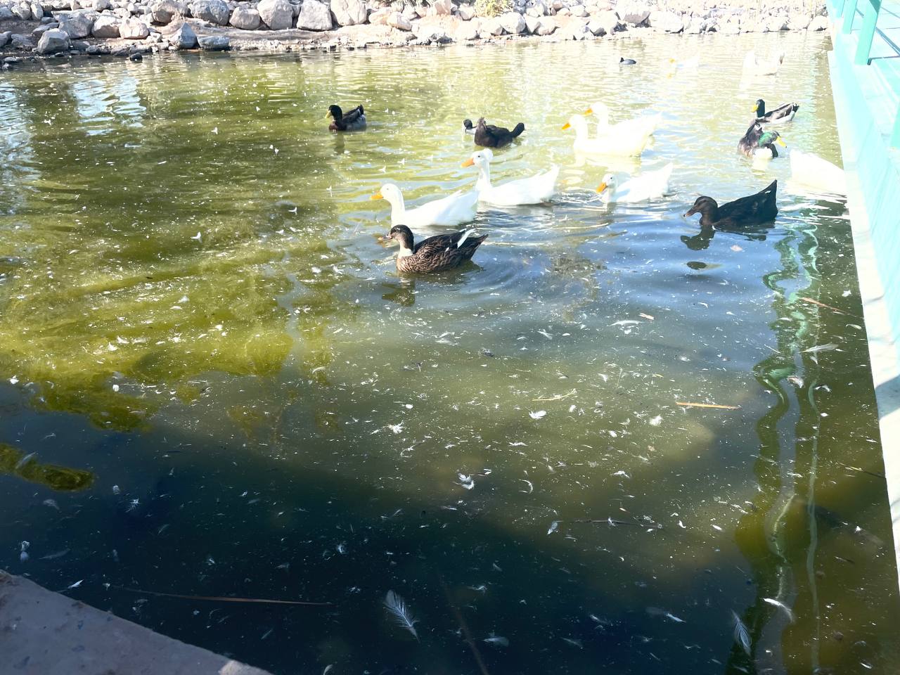 Autoridades ignoran demanda y continúa descuido en Parque Central