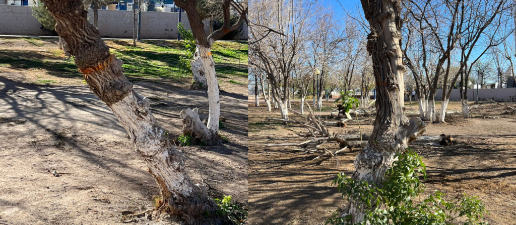 Denuncian ecocidio en Parque Central y amenaza de especies - Circuito ...