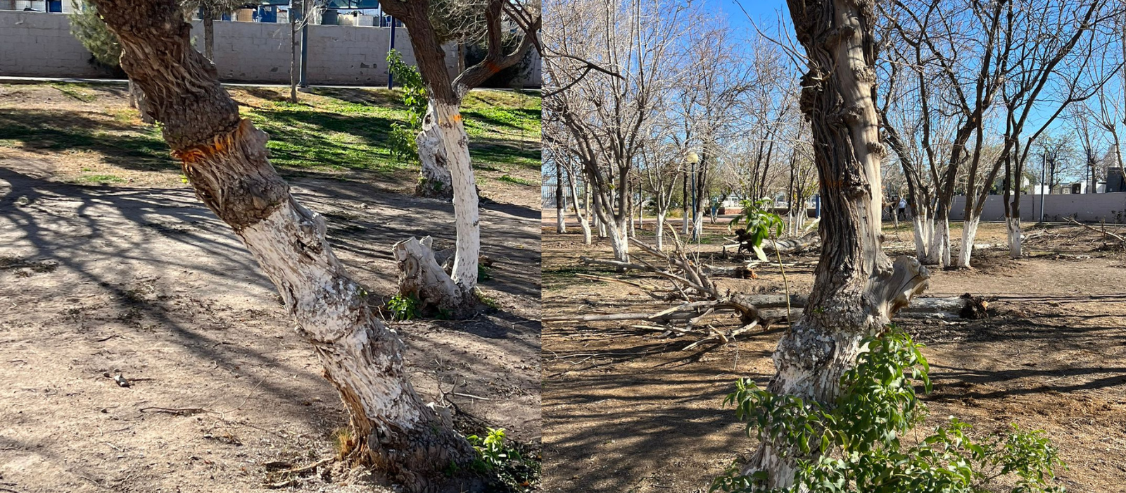 Denounced Ecocide in Parque Central and threat to species.