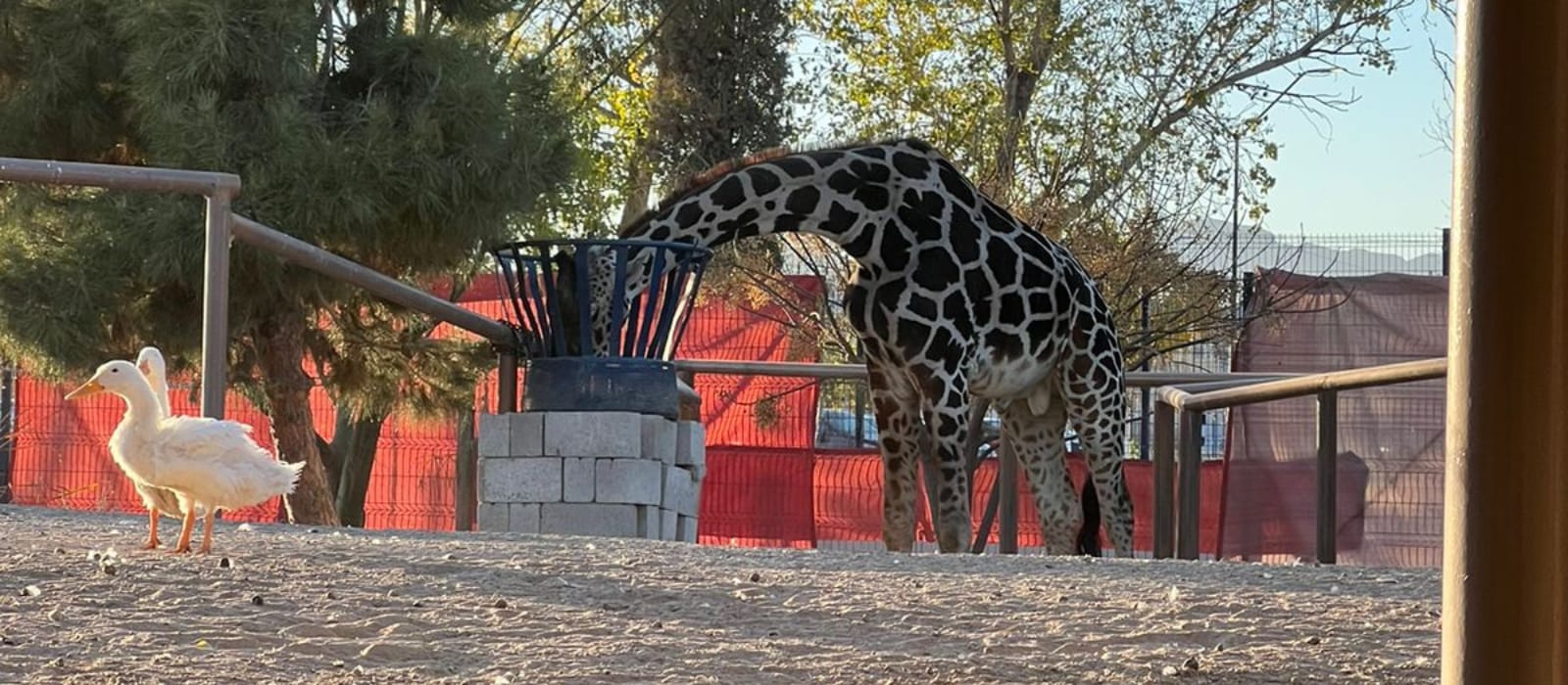 Sufre Benito inclemencias del frío juarense