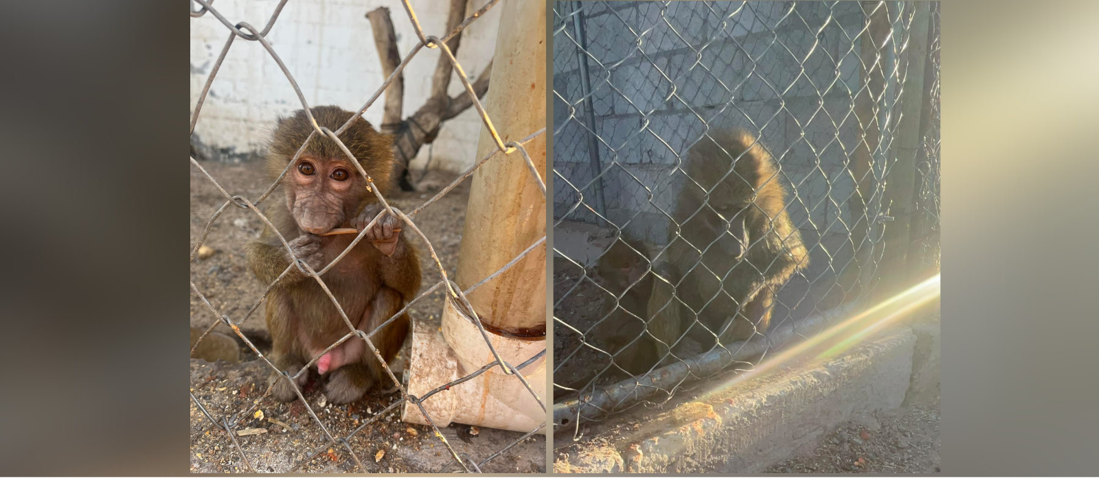 Citizens denounce animal mistreatment at El Arrancadero restaurant in Ciudad Juarez