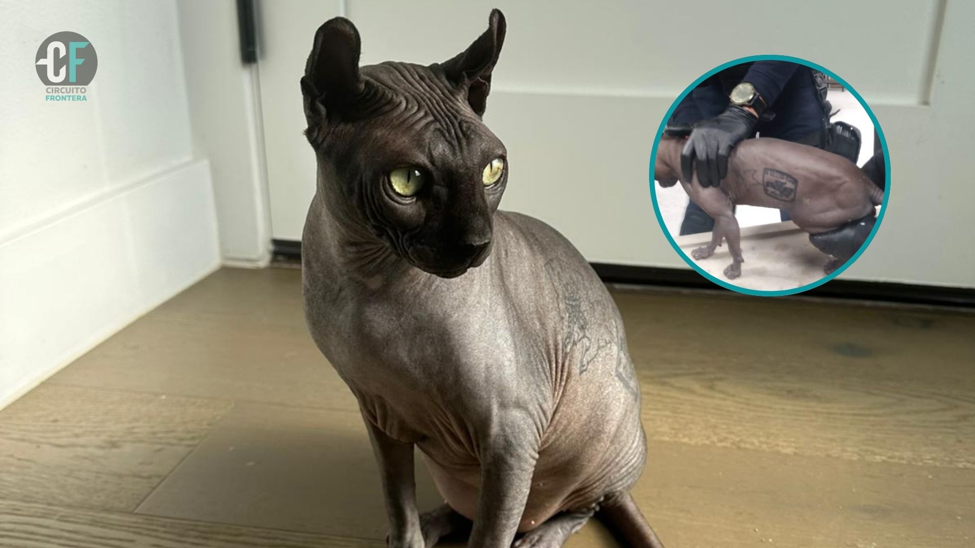 The «Michicles» is now called «Keelo»