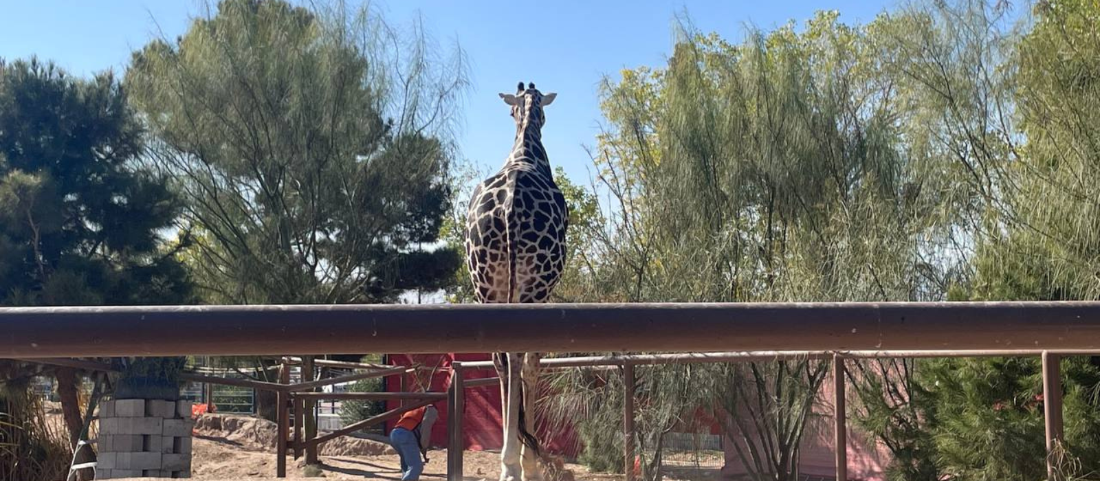 Benito será trasladado a «Africam Safari» en Puebla