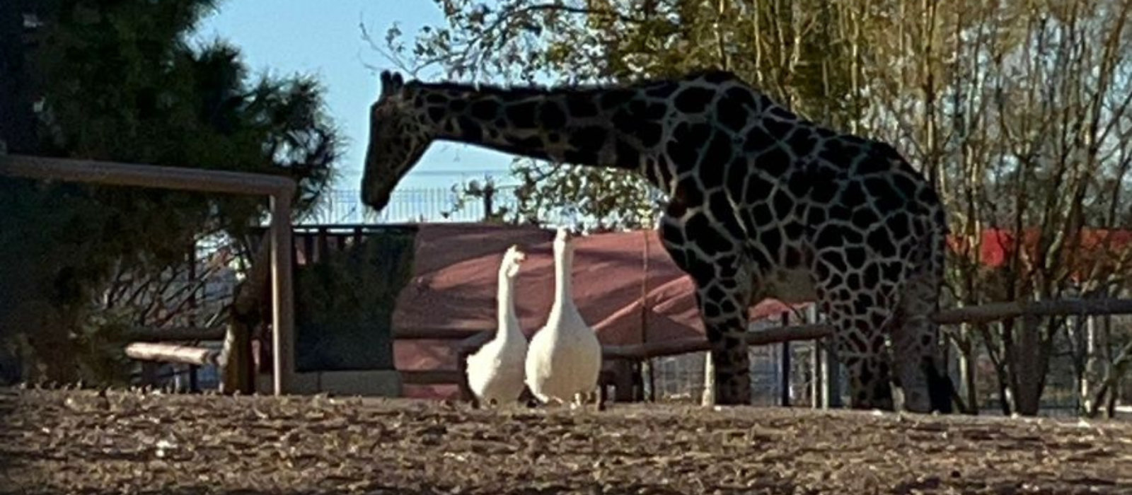 IFDP solicita a Juzgado Séptimo traslado de Benito