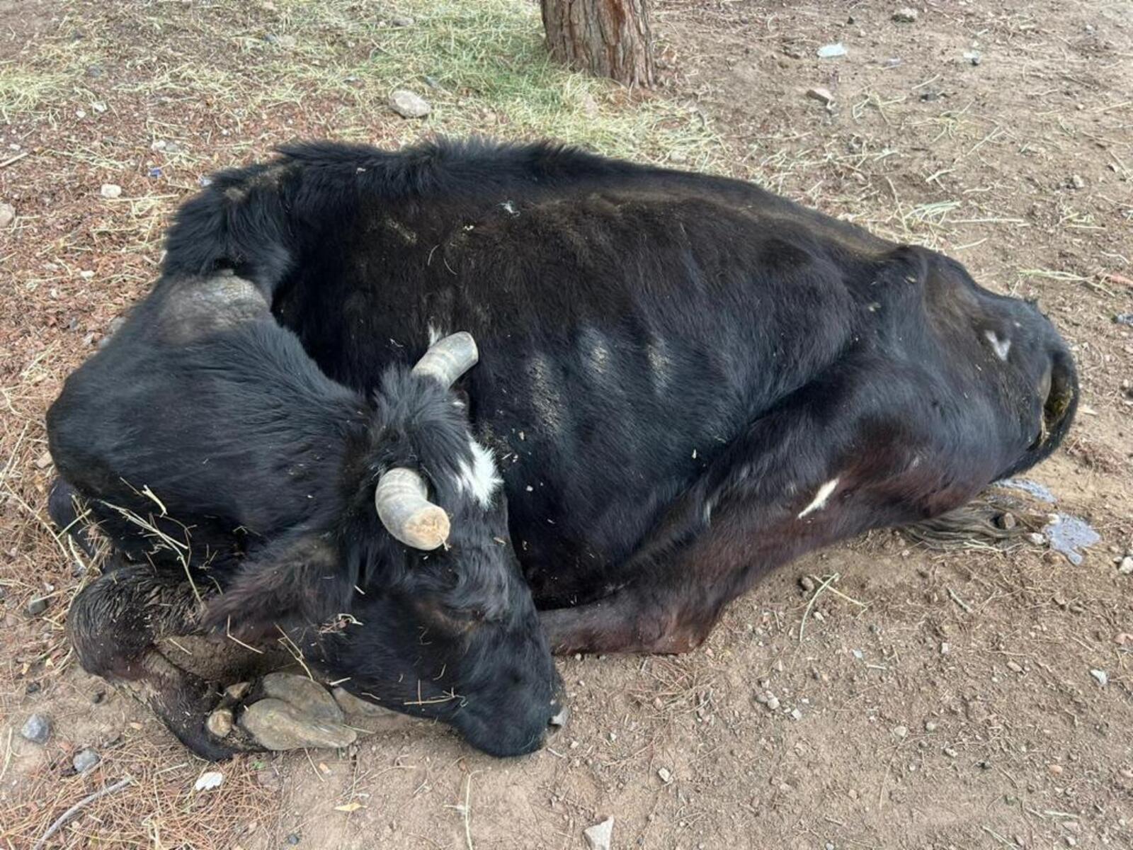 Dueño de animales en Lienzo Charro podría enfrentar multa de 30 mil pesos