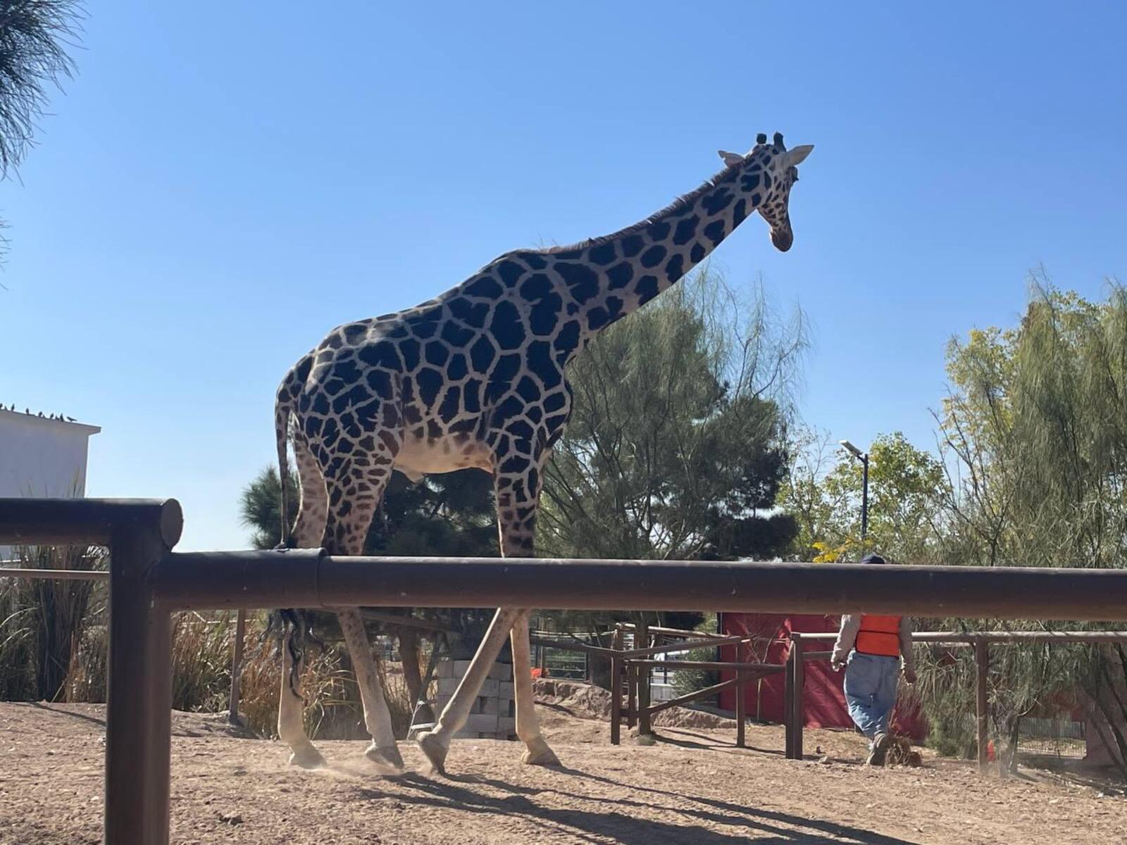 Benito tomaba agua contaminada en Parque Central: IFDP